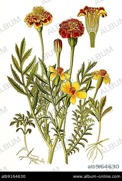 Tagetes patula, French Marigold, Tagetes Signata, Mexican marigold. Tagetes, student flower, marigold, Turkish carnation or dead flower, flower, plant, Historic, digitally restored reproduction of a 19th century original.