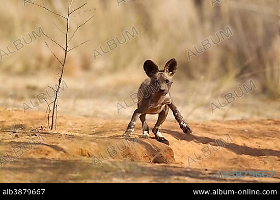 African Wild Dog (Lycaon pictus), puppy, 13 weeks, endangered species, captive, Harnas Wildlife Foundation, Namibia, Africa.