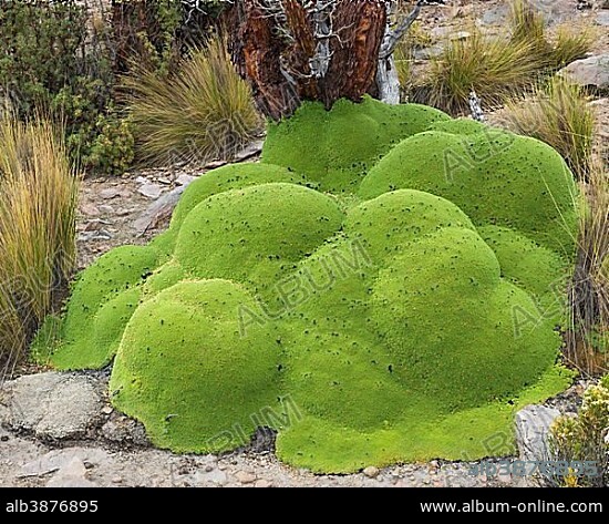 Yareta or Llareta cushion plant (Azorella compacta) and Queñoa De Altura (Polylepis tarapacana) at the back, Tarapacá Region, Chile, South America.
