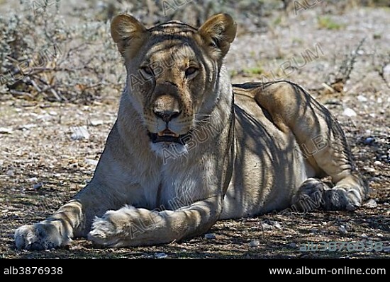 African lion (Panthera leo), lioness lying in the shade of a tree, head up, alert, Etosha National Park, Namibia, Africa.