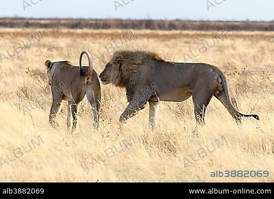 Lion (Panthera leo), male sniffing the female's anus and checking her availablility for copulation, Etosha National Park, Okaukuejo, Kunene Region, Namibia, Africa.