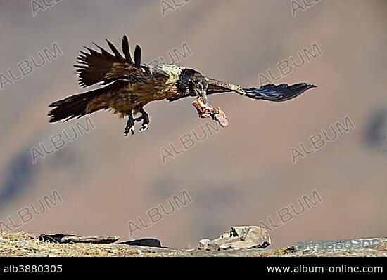 Young bearded vulture (Gypaetus barbatus) with bone in flight, Giant's Castle National Park, KwaZulu-Natal, South Africa, Africa.