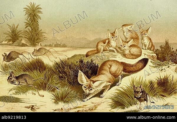 Fennek or fennec fox (Vulpes zerda) is a species of fox from the genus Vulpes, Historic, digitally restored reproduction of a 19th century original, exact original date not known.