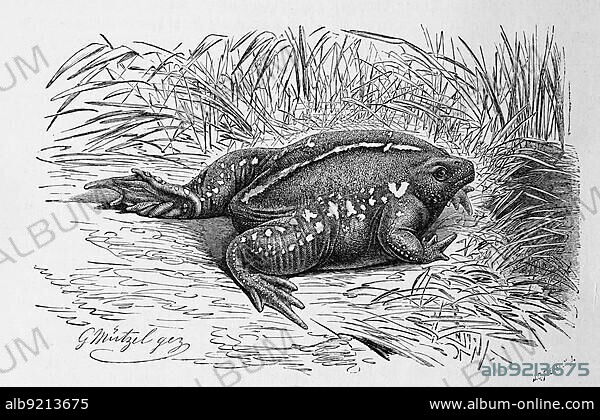 Reptiles, Nose toad, also called Nose frog or mexican burrowing toad (Rhinophrynus dorsalis), is a frog, Historical, digitally restored reproduction from a 19th century original.