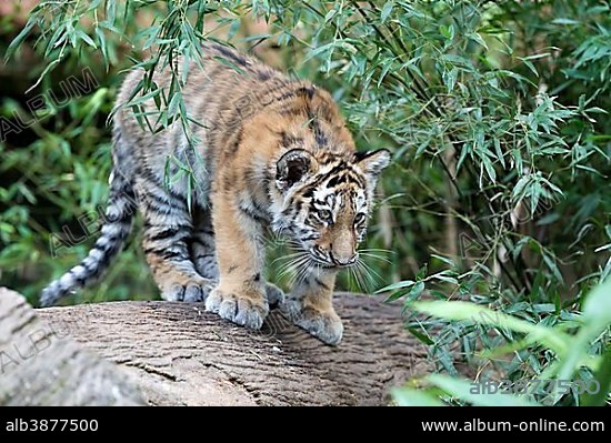 Siberian tiger, Amur tiger (Panthera tigris altaica) on tree trunk, young animal, captive.