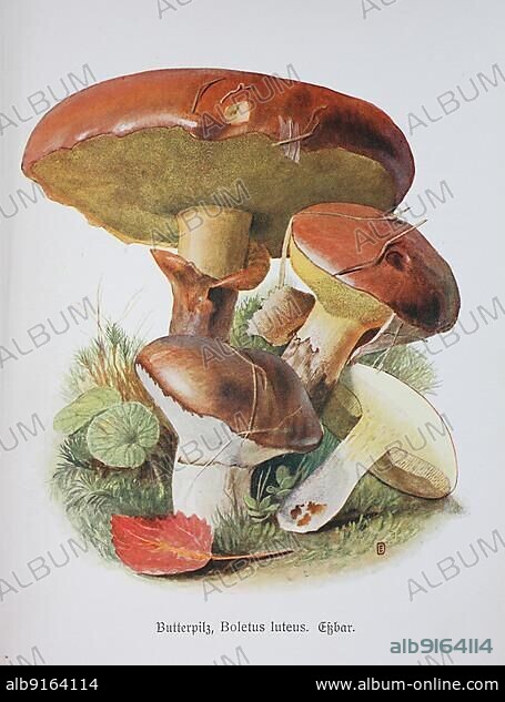 Mushroom, slippery jack (Suillus luteus), Boletus luteus o. Historical, digitally restored reproduction of an illustration by Emil Doerstling (1859-1940).