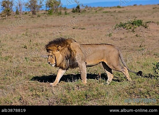 Lion (Panthera leo), Masai Mara National Reserve, Kenya, East Africa, Africa, PublicGround, Africa.