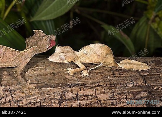 Fantastic Leaf Tailed Geckos (Uroplatus phantasticus), Madagascar, Africa.