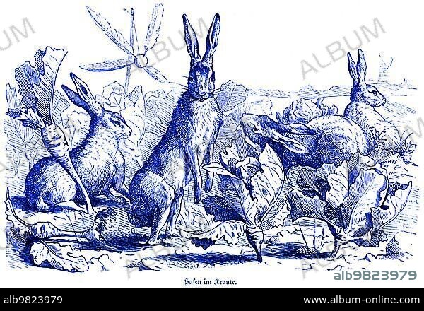 Three hares in the cabbage; Hubertus hunting and hunting scenes; wild animals; field; lettuce; turnips; vegetables; eating; food; long ears; historical illustration around 1860.