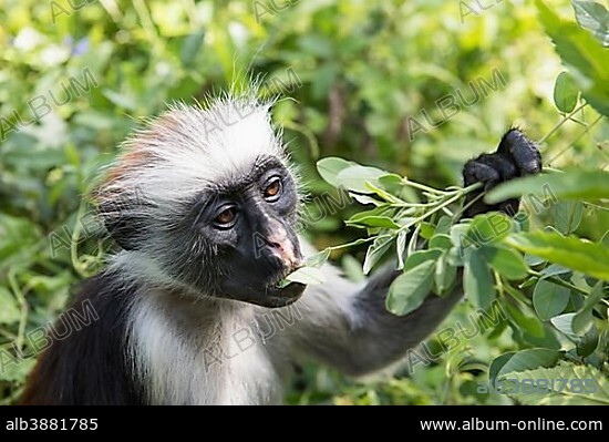 Zanzibar Red Colobus (Procolobus kirkii) feeding on leaves, endemic species, Jozani Chwaka Bay National Park, Unguja, Zanzibar Archipelago, Tanzania, Africa.