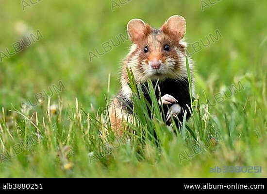 European hamster (Cricetus cricetus) standing erect in meadow, Austria, Europe.