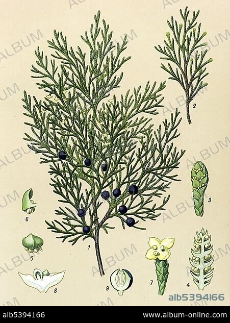 Historic illustration, Savin Juniper (Juniperus sabina), poisonous plants, medicinal plant.