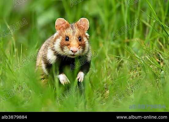 European hamster (Cricetus cricetus) standing erect in meadow, Austria, Europe.