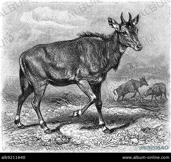 Nilgai (Boselaphus tragocamelus) or Nilgai antelope, Nilgau or Nilgai, a species of Asian antelope, Historical, digitally restored reproduction from an 18th century original.