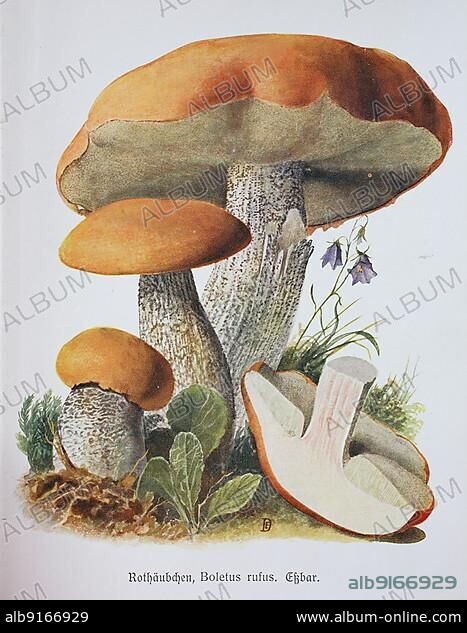Mushroom, red cap, white-stemmed red cap, aspen red cap or red-capped scaber stalk (Leccinum leucopodium), Boletus rufus, syn. L. albostipitatum, L. aurantiacum ss. auct. plur. rufum, Historical, digitally restored reproduction of an illustration by Emil Doerstling (1859-1940).