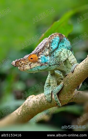 Parson's Chameleon (Calumma parsonii), male, foraging, Madagascar, Africa.