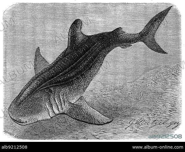 Fish, Whale Shark, Rough Shark, Rhinodon typicus, Historic, digitally restored reproduction from a 19th century original.