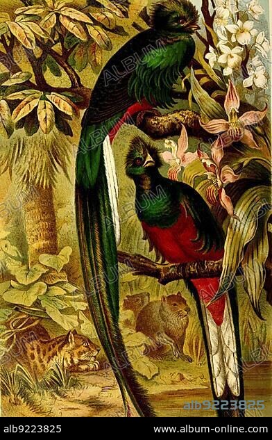 Bird, resplendent quetzal (Pharomachrus mocinno) is a green and scarlet coloured bird of the trogon family.