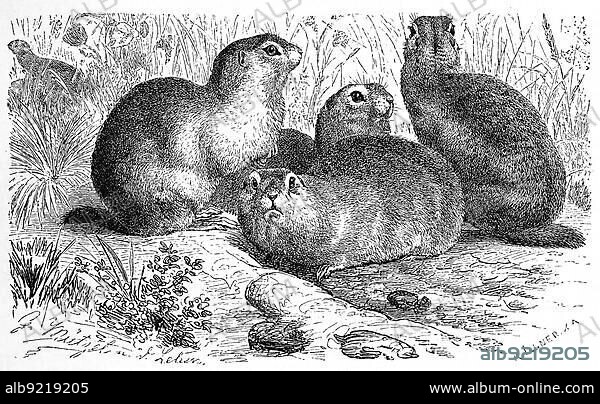European ground squirrels (Spermophilus citellus), also known as Schlichtziesel, is a ground-dwelling, mostly steppe areas and grasslands inhabiting rat-sized rodent from the family of squirrels, European ground squirrel, also known as the European souslik (Citellus citellus), Historic, digitally restored reproduction of an original artwork from the 19th century, exact original date unknown.