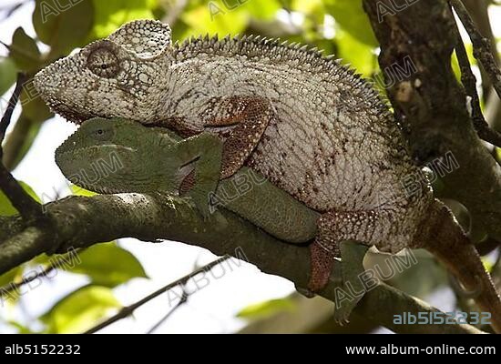 Oustalet's or Malagasy Giant Chameleons (Furcifer oustaleti), mating, Madagascar, Africa.