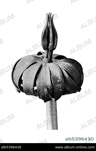 Historical photograph, Winter aconite (Eranthis cilicius), from: Karl Blossfeldt, Art Forms in Nature.