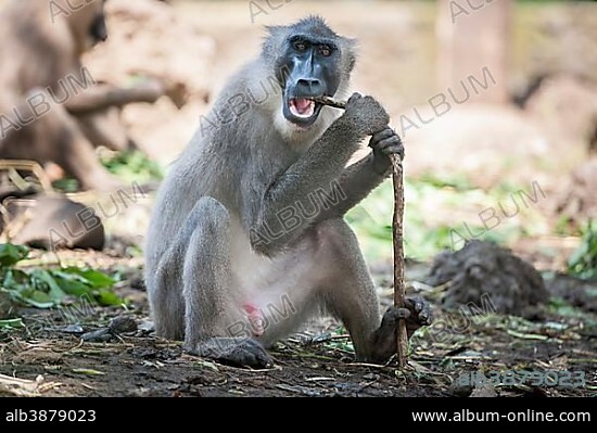 Drill (Mandrillus leucophaeus), captive, Primate Sanctuary, Limbe, Southwest Region, Cameroon, Africa.