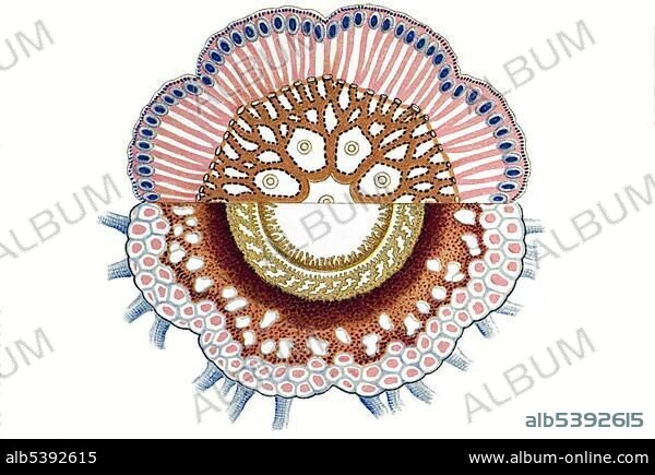 Historic illustration, tablet 17, title Siphonophorae, Jellyfish, name Porpema, Disconalia gastroblasta, mesoglea horizontal section of upper and lower part, Ernst Haeckel, Kunstformen der Natur, "Art Forms in Nature".