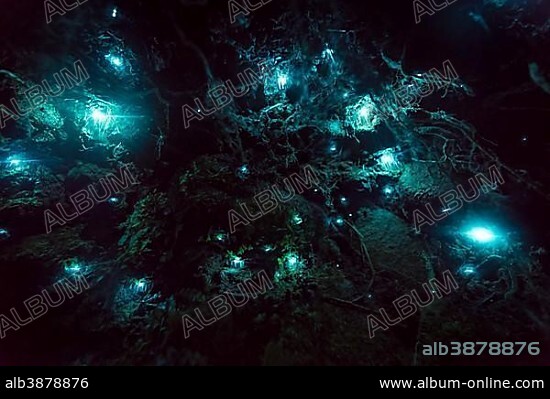 Bioluminescence, luminous Glowworm, maggot of fungus gnats (Arachnocampa luminosa) in a cave, endemic to New Zealand, Leith Valley, Dunedin, New Zealand, Oceania.
