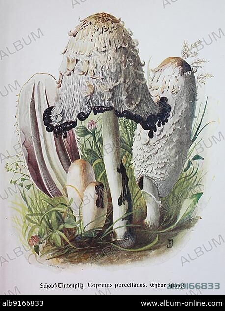Mushroom, Crested Ink Mushroom, Coprius porcellanus or also Crested Tintling, Asparagus Mushroom, shaggy ink cap (Coprinus comatus), Ink Mushroom, Historical, digitally restored reproduction of an illustration by Emil Doerstling (1859-1940).
