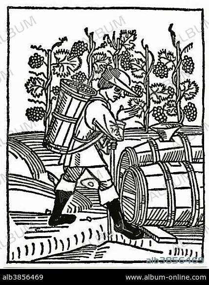 Grape grape harvest, medieval times, woodcut.