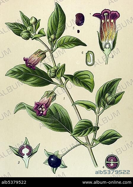 Historical illustration, Deadly Nightshade (Atropa belladonna), poisonous plant, medicinal plant.