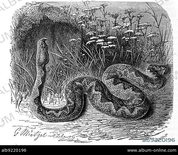 Reptiles, European horned viper (Vipera ammodytes), also called sand viper, horned viper, sand viper or European sand viper, is a species of viper family, Historic, digitally restored reproduction from a 19th century original.