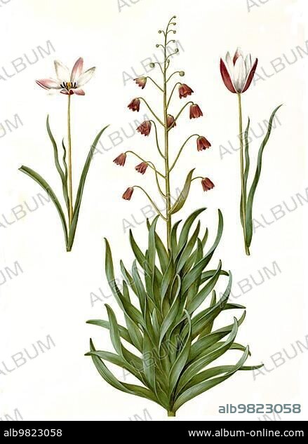 Lady's tulip (Tulipa); Variation of the tulip clusiana; Persian fritillary (Fritillaria) persica; Historic; digitally restored reproduction from a 19th century original.