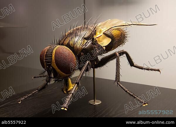 50zigfach vergrössertes Model einer Stubenfliege (Musca domestica), Museum für Naturkunde, Berlin, Deutschland.