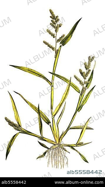 Panicum crus galli, Hühnerhirse, digital restaurierte Reproduktion einer Originalvorlage aus dem 19. Jahrhu.