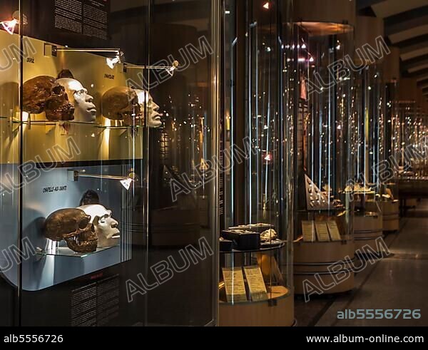 Replicas of heads and skulls depicting human evolution in the prehistory exhibition room at the Cinquantenaire Museum in Brussels, Belgium, Europe.