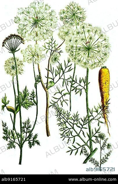 Carrots, Daucus, a plant genus within the umbellifer (Apiaceae) family, Daucus sylvestris, vulgaris, hortensis, creticus, acantacarpos, montanus, digitally retouched illustration from Phytanthoza iconographica by Johann Wilhelm Weinmann, painter Bartholomäus Seutter and engravers Johann Jakob Haid and Johann Elias Ridinger, 1740.