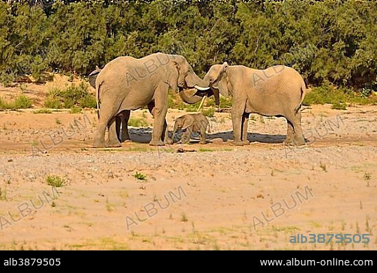 African bush elephants (Loxodonta africana), rare namibian desert elephants, bull, cow and calf, Hoarusib River, Namib Desert, Kaokoland, Kaokoveld, Kunene Region, Namibia, Africa.