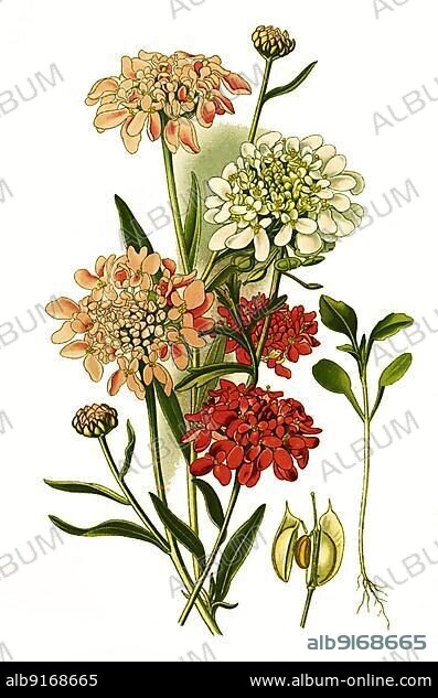 Candytuft (Iberis amara) (Iberis) umbellata, Purple candytuft, Common Candytuft, garden candytuft, globe candytuft, digital, restored reproduction of a 19th century original.