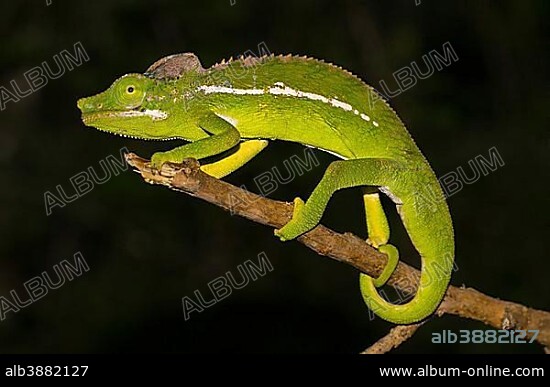 Belalanda chameleon (Furcifer belalandaensis), male, rarest chameleon in the world, Ifaty-Mangily, southern Madagascar, Madagascar, Africa.