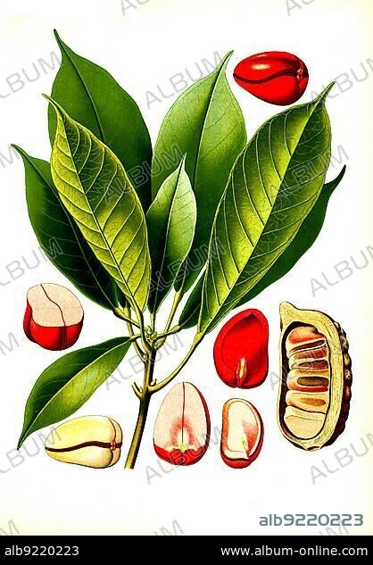Medicinal plant, kola tree (Cola acuminata), cola nut tree, Historical, digitally restored reproduction from an 18th century original.