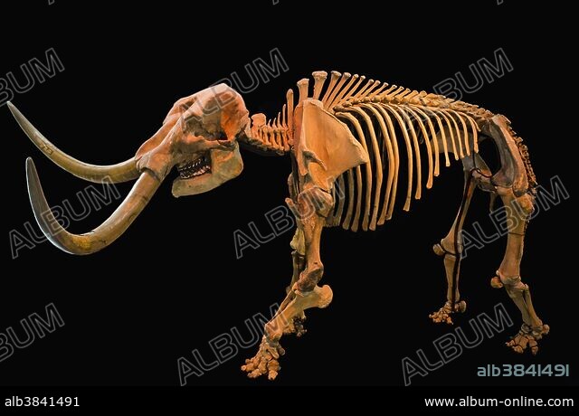 トムソン　mastodon American mastodon - Album alb3841491