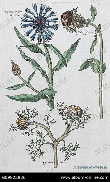 Cornflower (Centaurea cyanea); hand-coloured copper engraving by Johann Theodor de Bry; from Florilegium Novum; 1611.