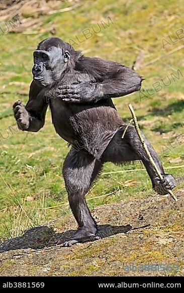 Western lowland gorilla (Gorilla gorilla gorilla), standing upright, with stick, drumming on the chest, captive.