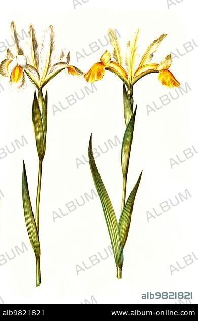 Spanish iris; Iris xiphium; Historic; digitally restored reproduction from a 19th century original.