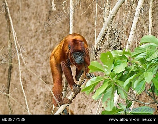 Red Howler Monkey (Alouatta seniculus), Tambopata Nature Reserve, Madre de Dios Region, Peru, South America.