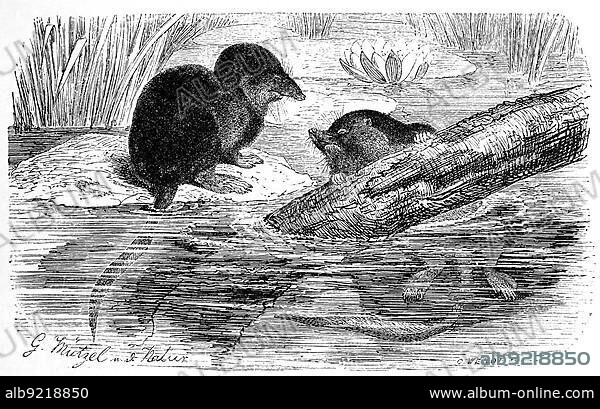Eurasian water shrew (Neomys fodiens), one of the three species of the genus water shrew from the shrew family living in Europe and northern Asia, mouse, Eurasian water shrew, known in the United Kingdom as the water shrew, Historic, digitally restored reproduction of an original from the 19th century, exact original date not known.