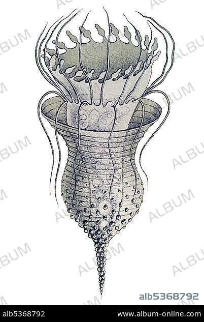 Historic illustration, tablet 3, title Ciliata, name Stentor, Codonella campanella, Ernst Haeckel, Kunstformen der Natur, "Art Forms of Nature".