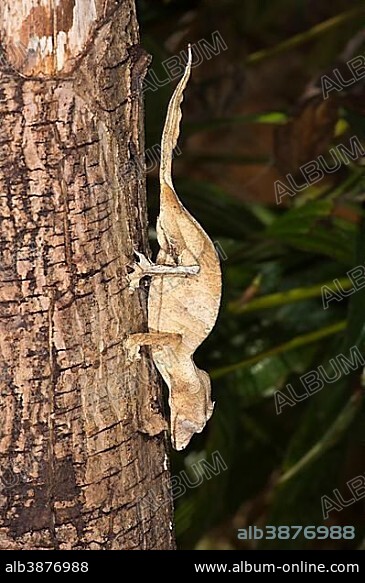 Fantastic Leaf Tailed Gecko (Uroplatus phantasticus), Madagascar, Africa.