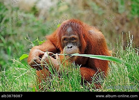 Sumatran Orangutan (Pongo pygmaeus abelii, Pongo abelii), juvenile, native to Sumatra, Asia, in captivity, Germany, Europe.